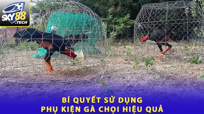 Bí quyết sử dụng phụ kiện gà chọi hiệu quả